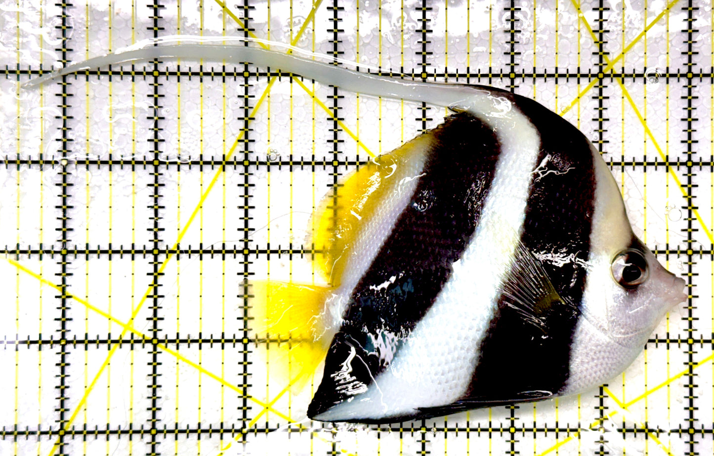 Heniochus Butterflyfish HB111102 WYSIWYG Size: L 5"
