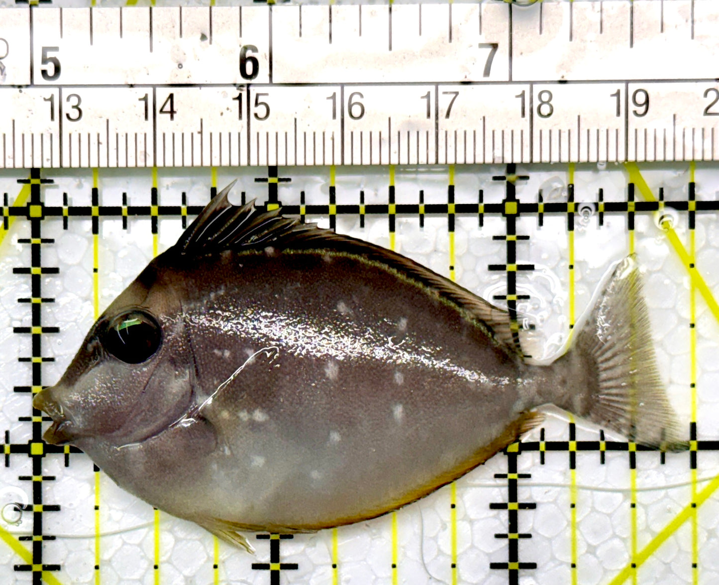 Naso Tang NT111008 WYSIWYG Size: S 2.75"