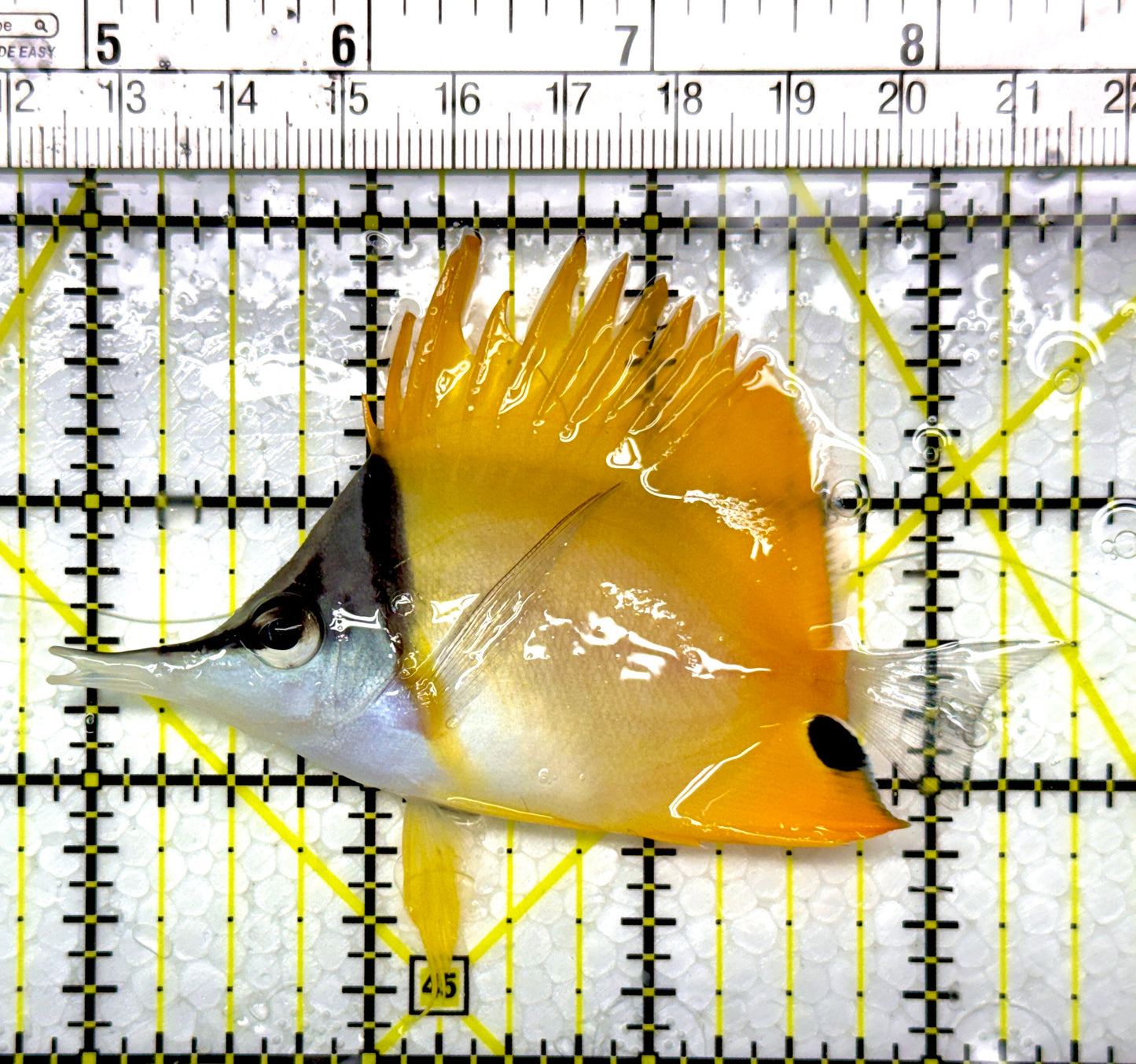 Yellow Longnose Butterflyfish YLB111102 WYSIWYG Size: M 3.25"