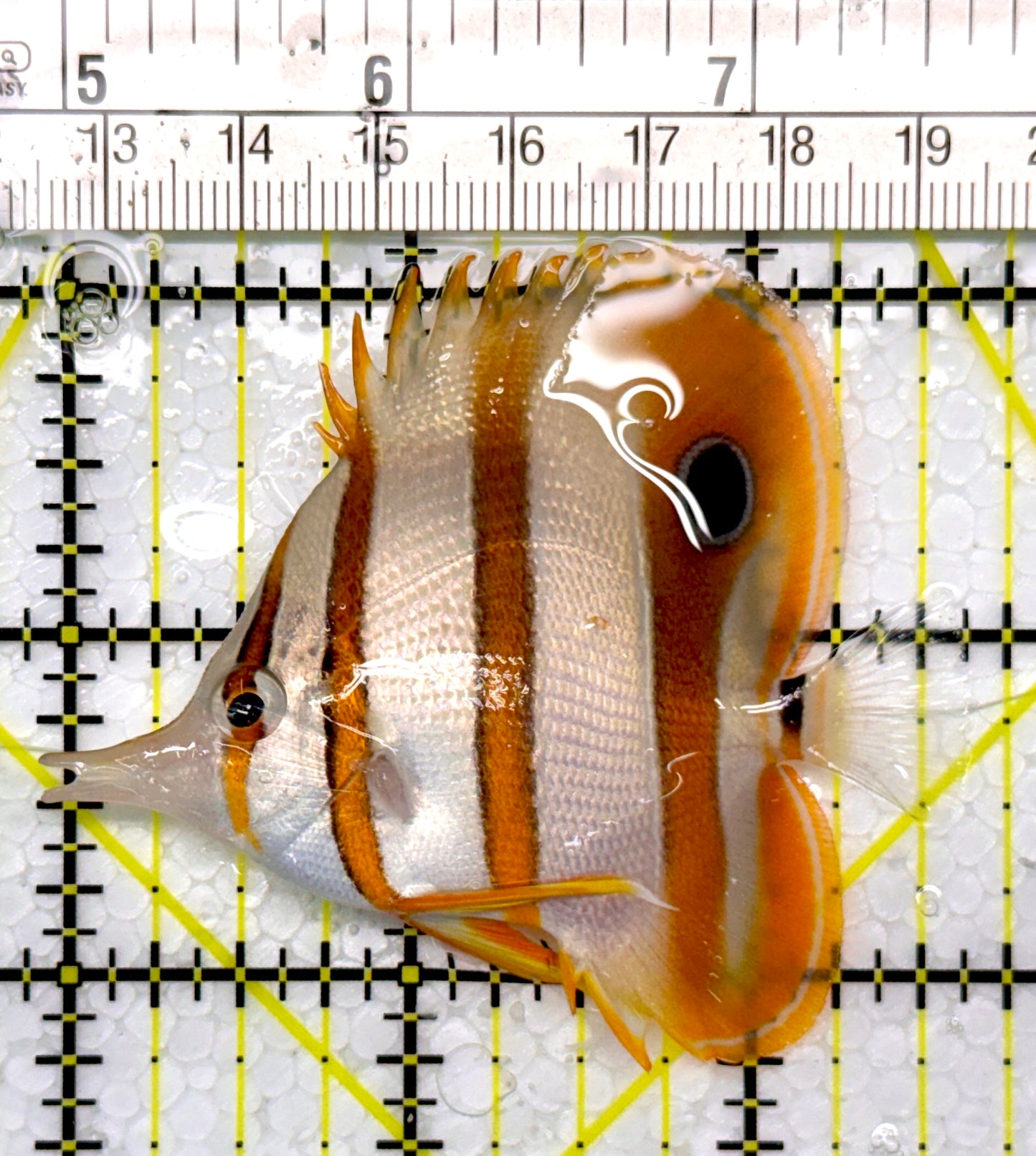 Copperband Butterflyfish CB111006 WYSIWYG Size: M 2.75"