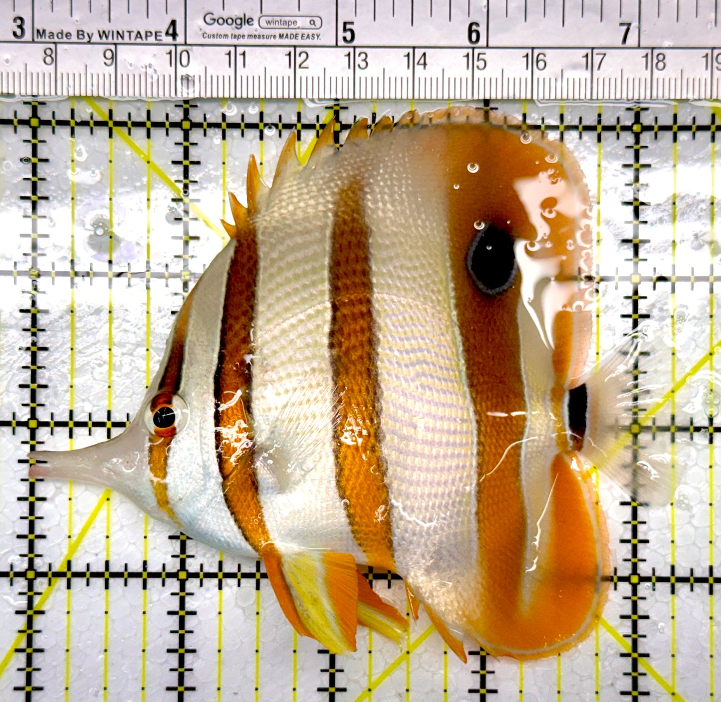 Copperband Butterflyfish CB111007 WYSIWYG Size: XL 4.5"