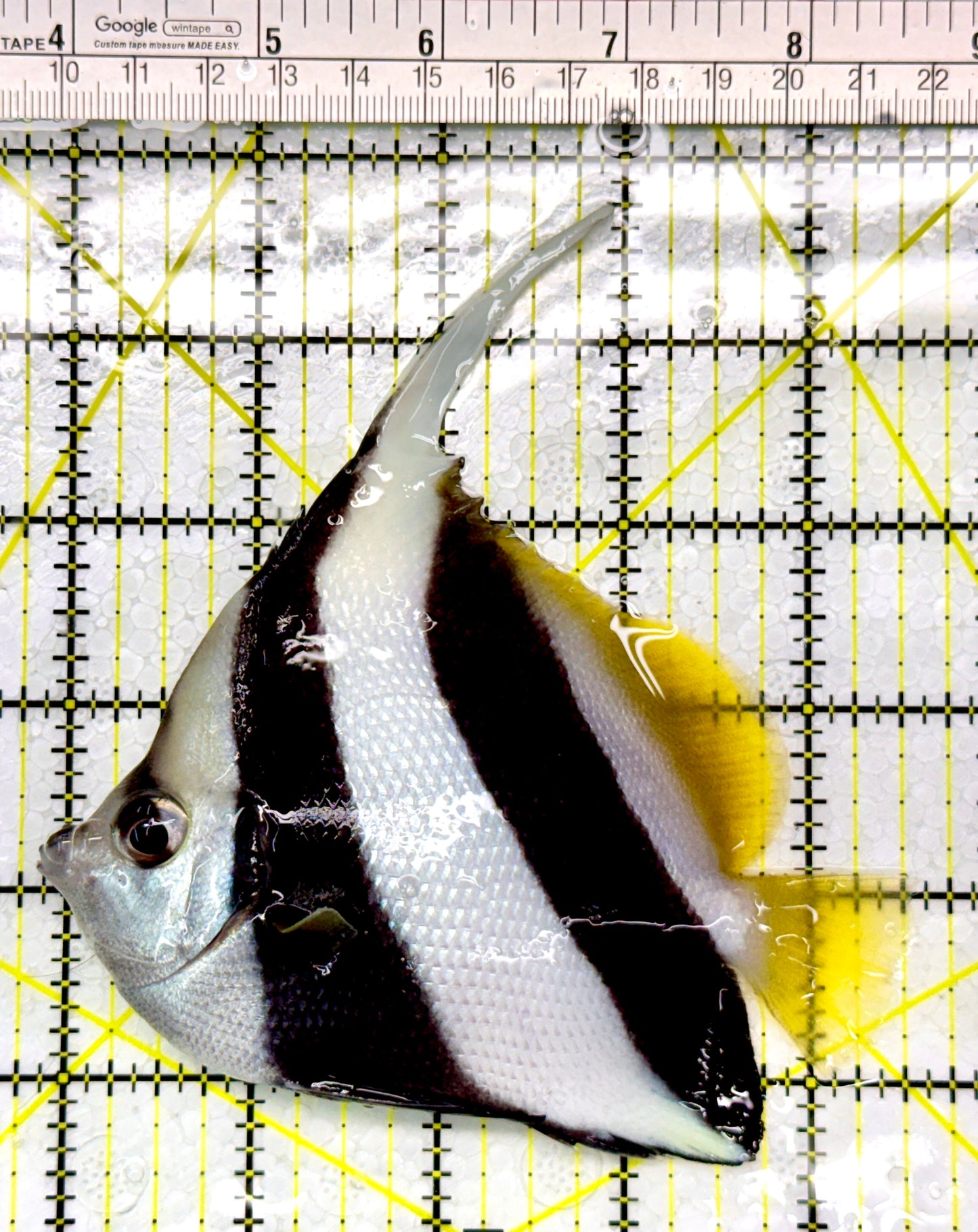 Heniochus Butterflyfish HB111104 WYSIWYG Size: L 4.5"