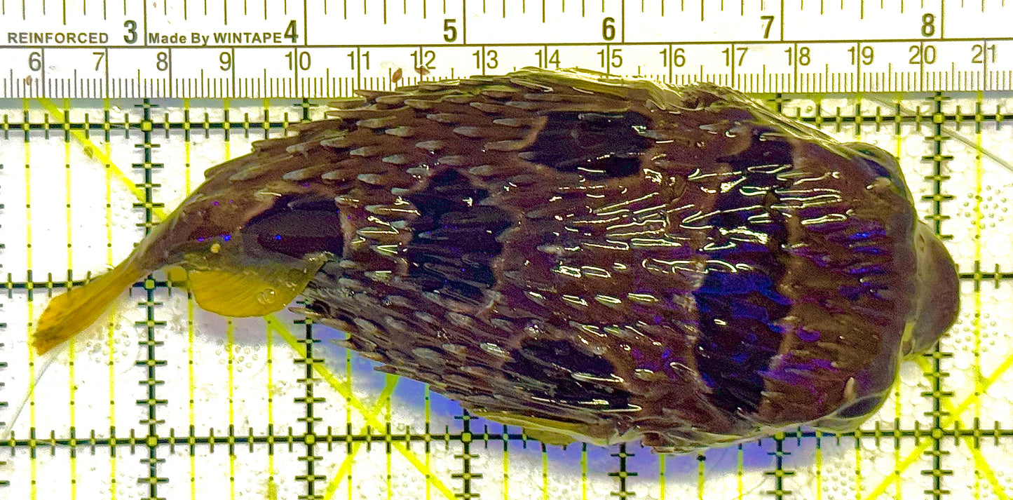 Long Spine Porcupine Pufferfish HSPP020601 WYSIWYG Size: XL 6" approx