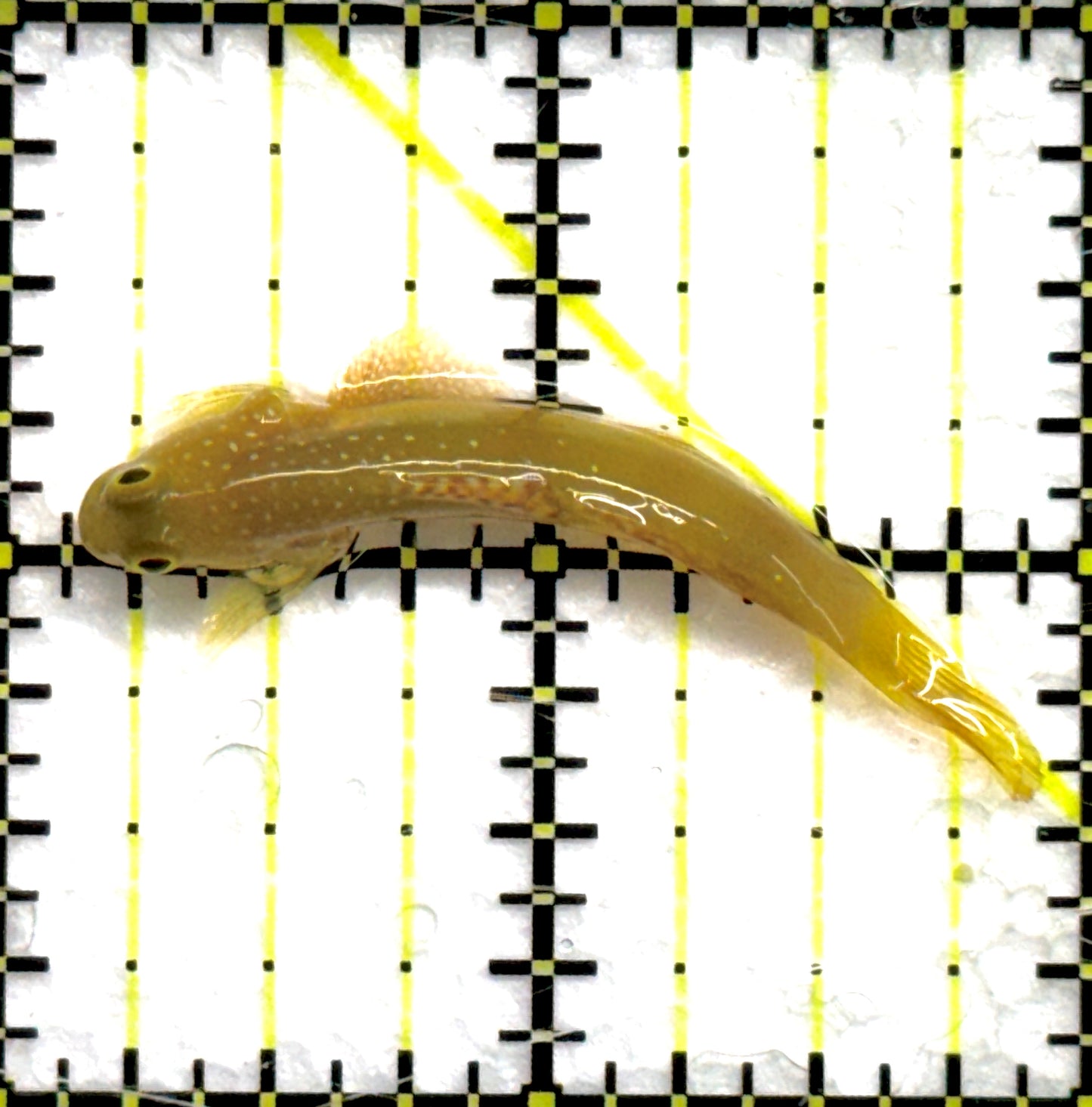 Yellow Watchman Goby YWG100701 WYSIWYG Size: S 2" approx