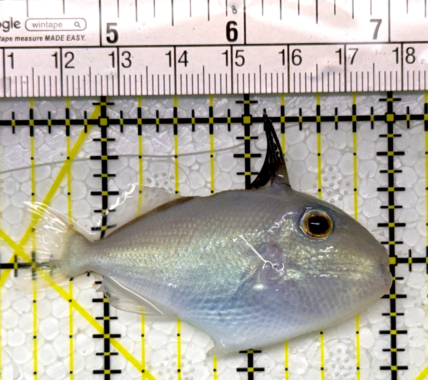 Goldenback Triggerfish GT111101 WYSIWYG Size: M Juvenile 2.75"