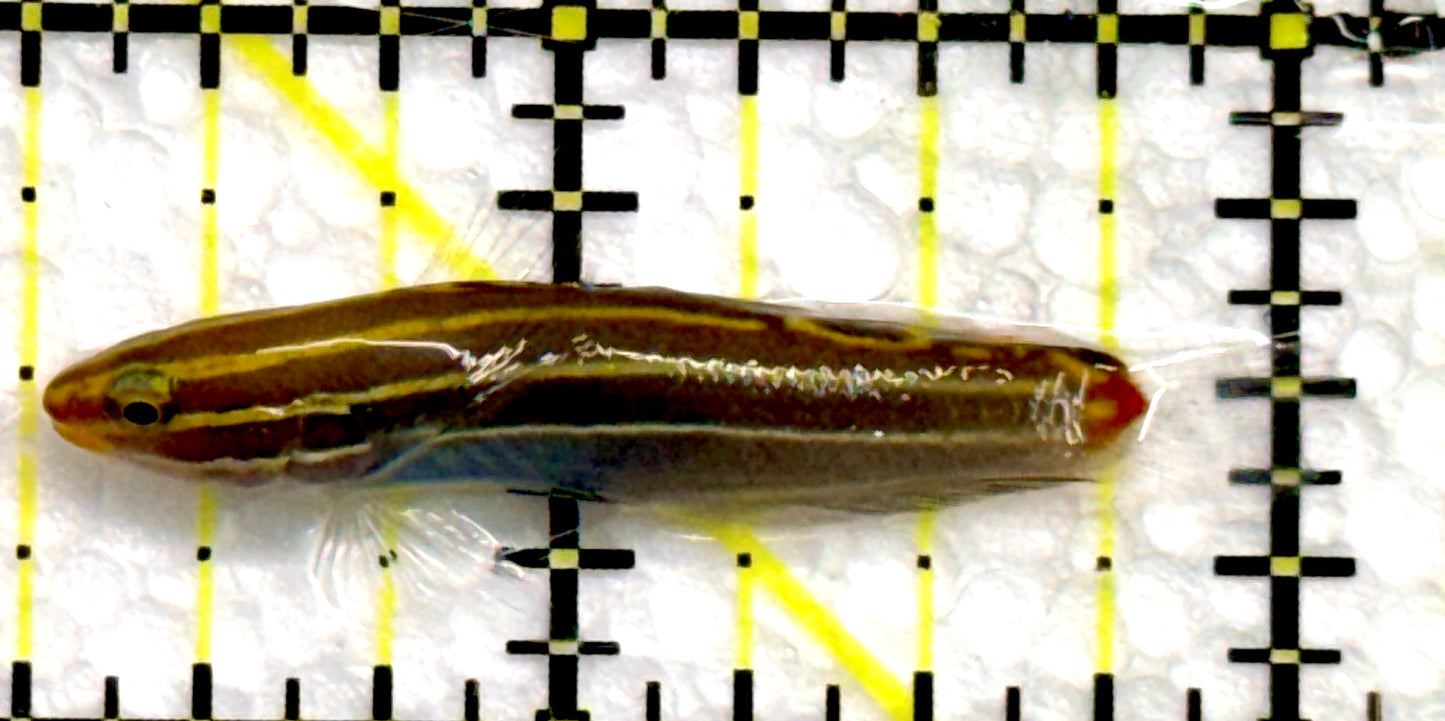 Hector's Goby HG100501 WYSIWYG Size: 1.75"