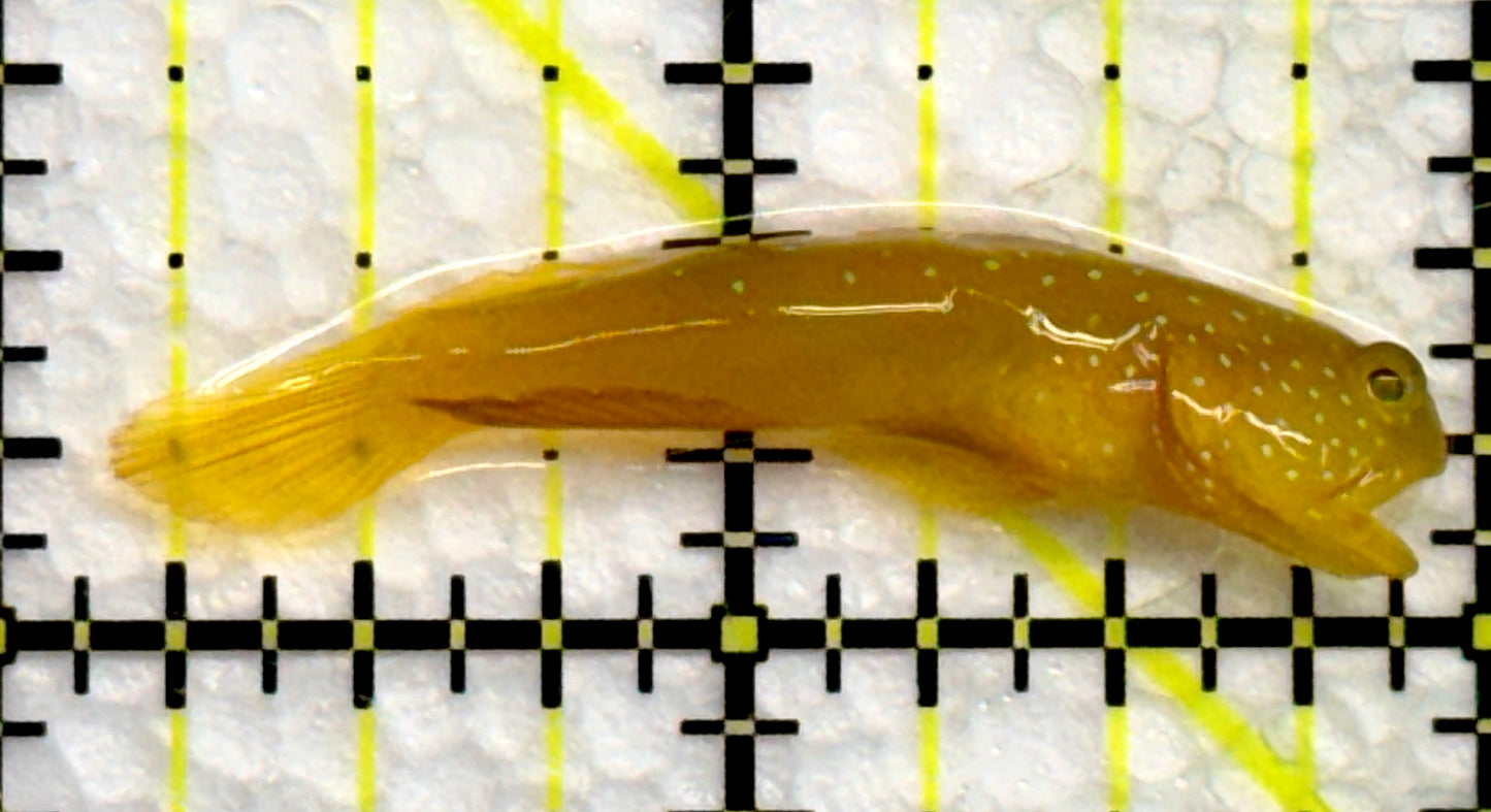 Yellow Watchman Goby YWG100501 WYSIWYG Size: 1.75"
