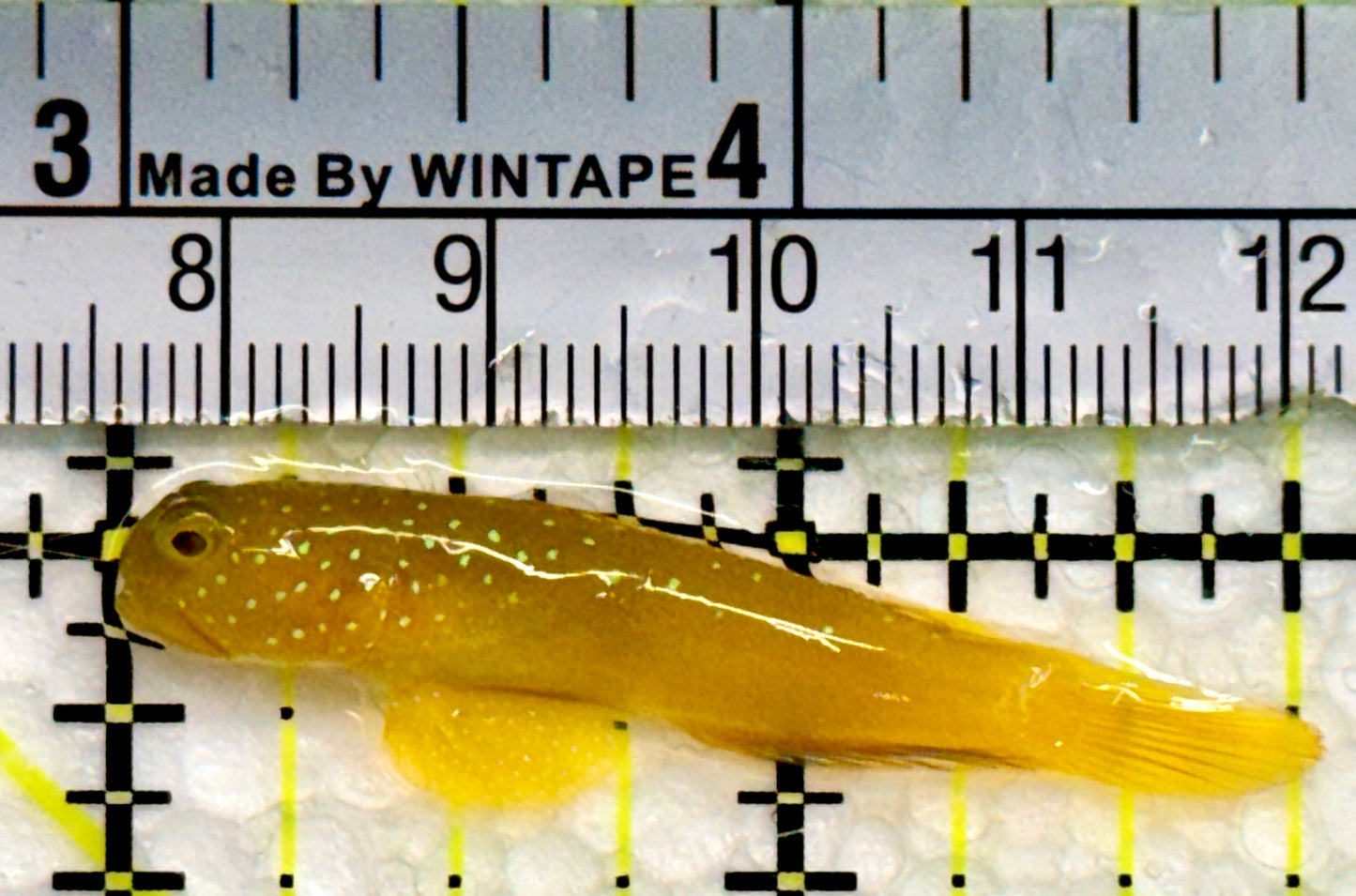 Yellow Watchman Goby YWG100501 WYSIWYG Size: 1.75"