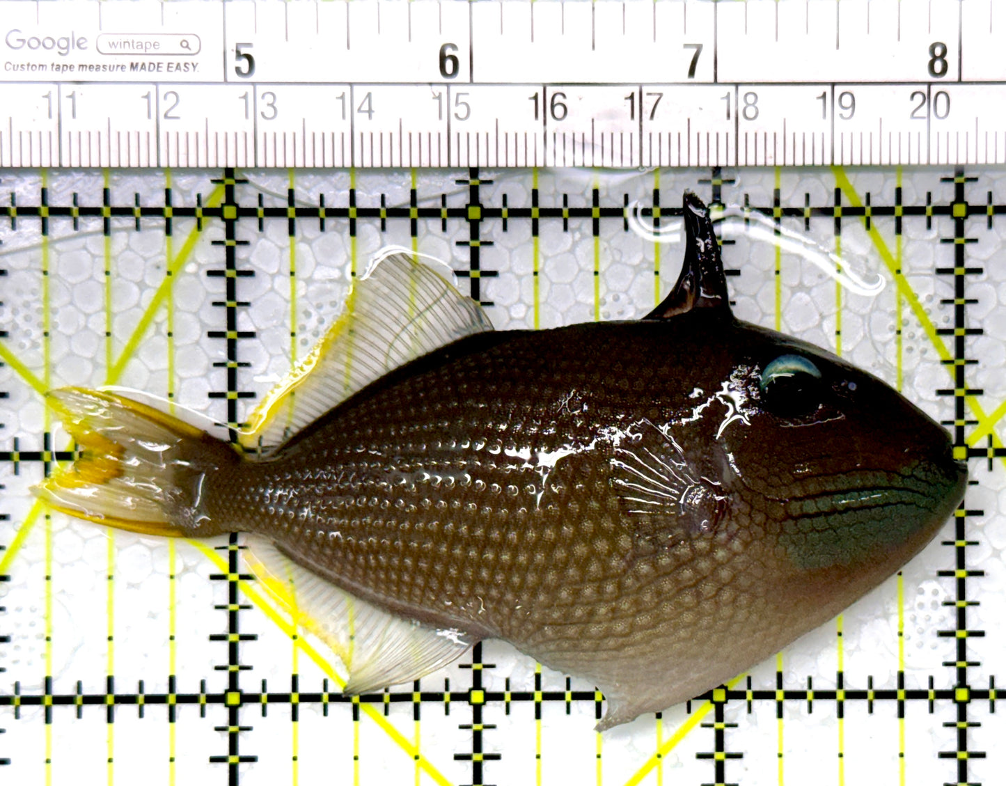 Male Blue Throat Triggerfish (Reefsafe) MBTT111102 WYSIWYG Size: M 3.75"