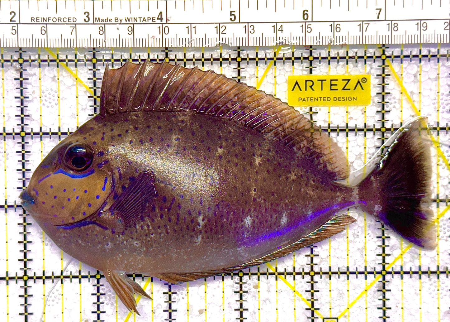 Vlamingi Unicorn Tang VUT020501 WYSIWYG Size: XL 6" approx