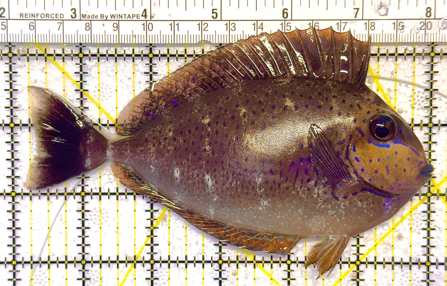 Vlamingi Unicorn Tang VUT020501 WYSIWYG Size: XL 6" approx