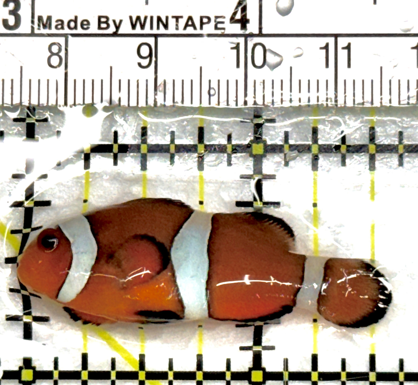 Ocellaris Clownfish OC100701 WYSIWYG Size: M 1.75" approx