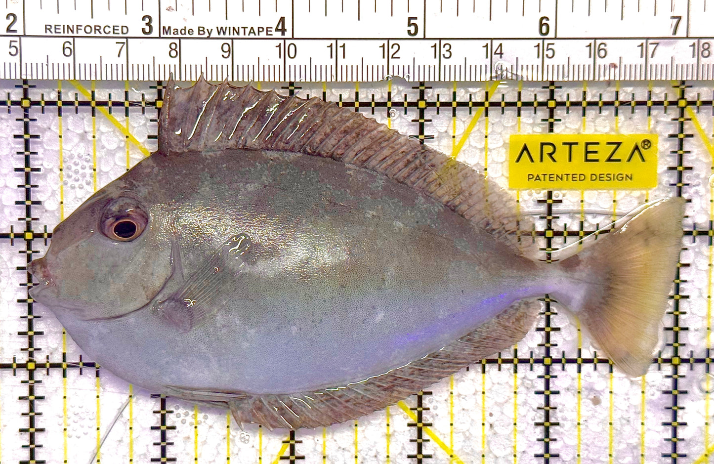 Unicorn Tang UT020501 WYSIWYG Size: L 5" approx