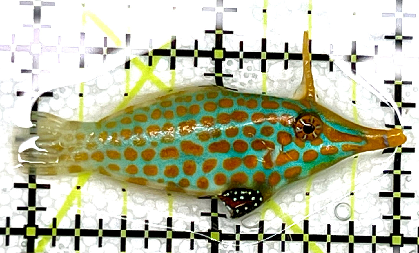 Orange Spotted Filefish OSF041102 WYSIWYG Size: L 2" approx