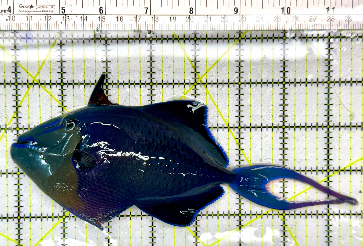 Niger Triggerfish NT111104 WYSIWYG Size: XXXL/SHOW 8"