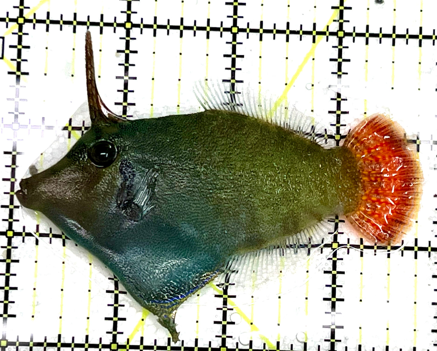 Red Tail Filefish RTF041101 WYSIWYG Size: XL 3.75" approx