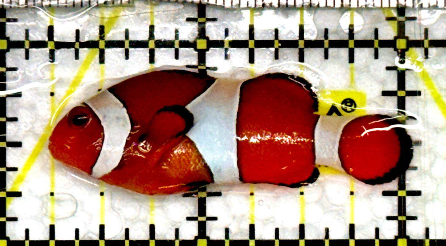 Ocellaris Clownfish OC100501 WYSIWYG Size: M 2"