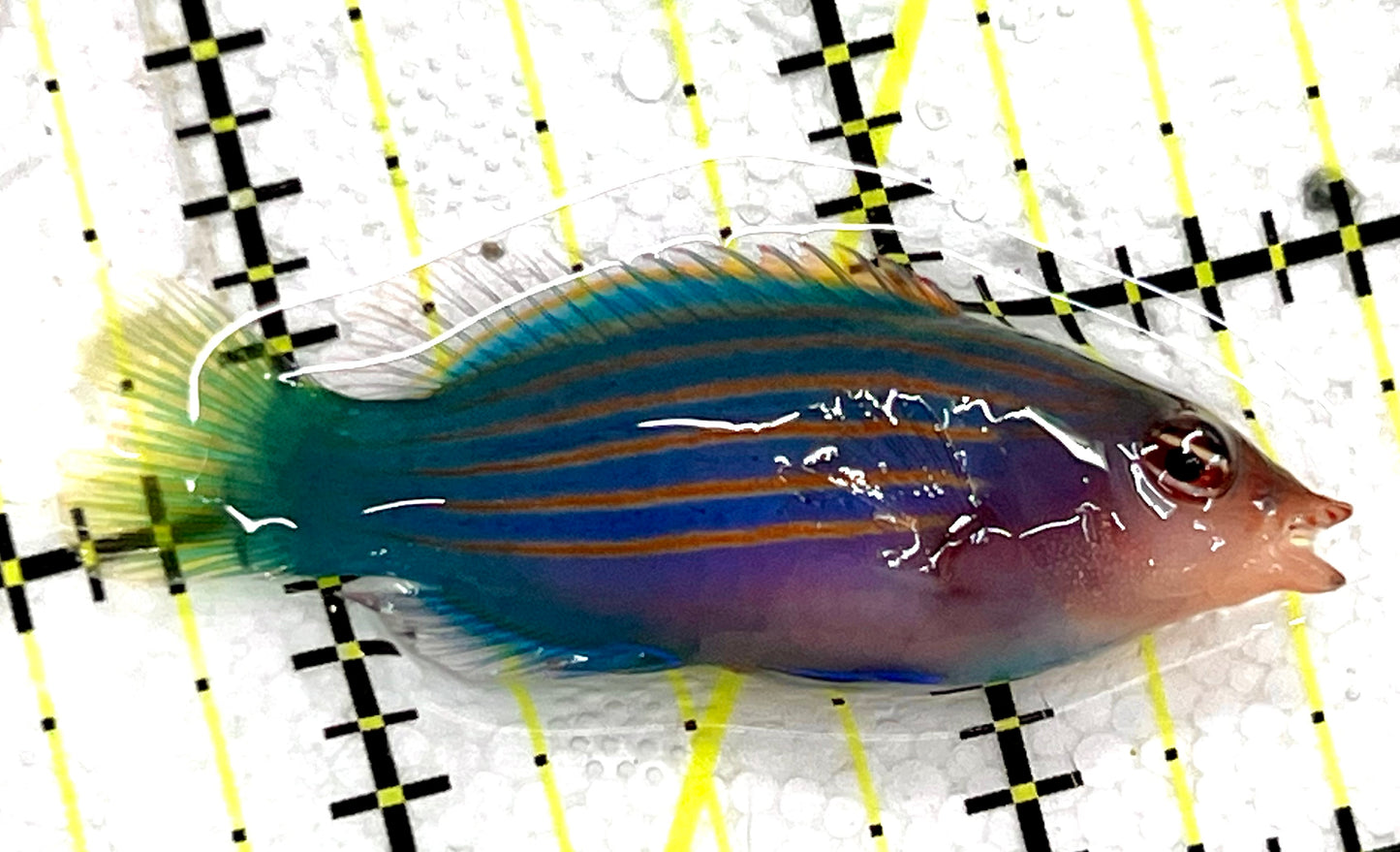 Six Line Wrasse (Indo) SLW041101 WYSIWYG Size: L 2" approx
