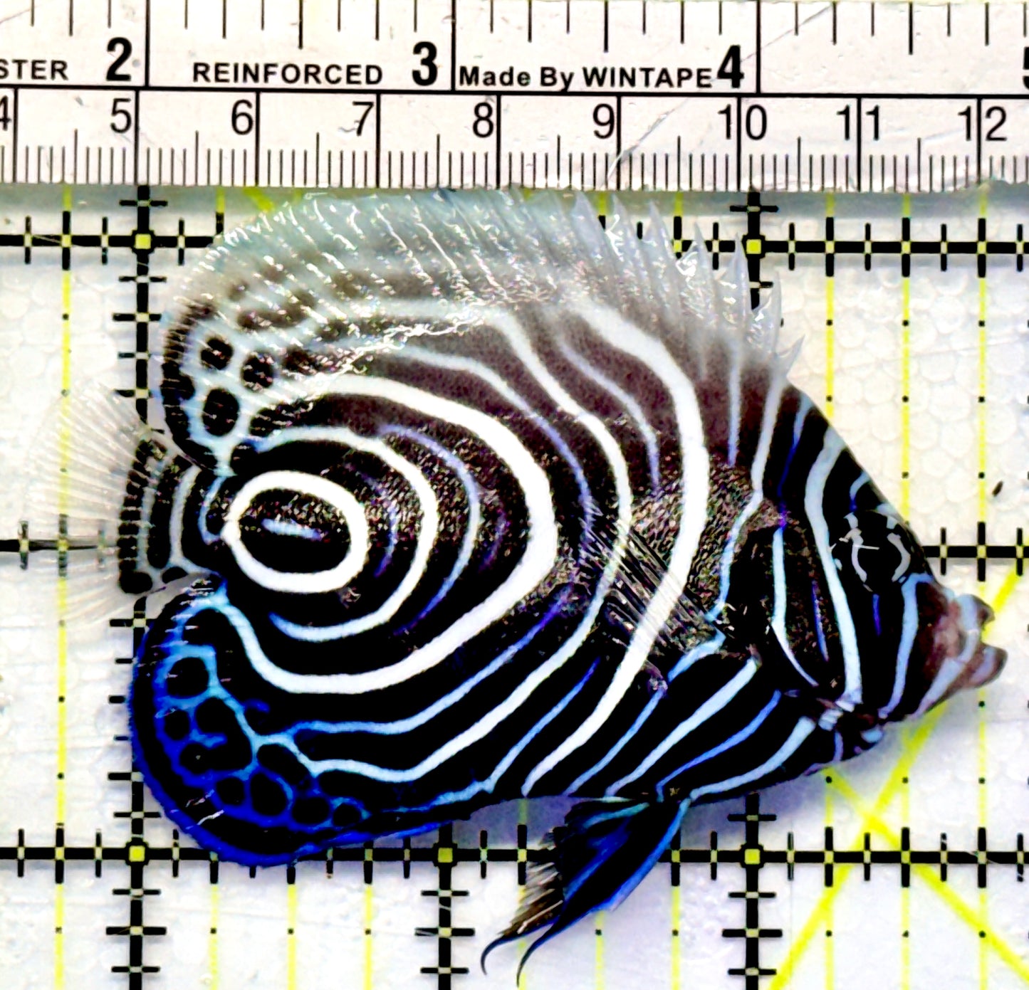 Emperor Angelfish Juvenile EAJ101101 WYSIWYG Size: L 3.25"