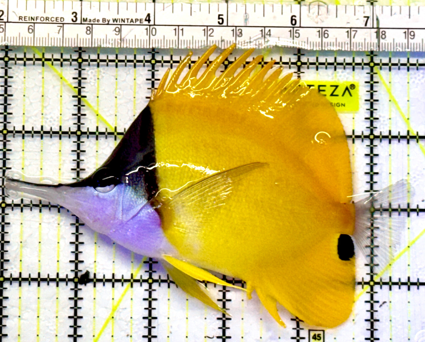 Yellow Longnose Butterflyfish YLB101101 WYSIWYG Size: XXL 5.5"