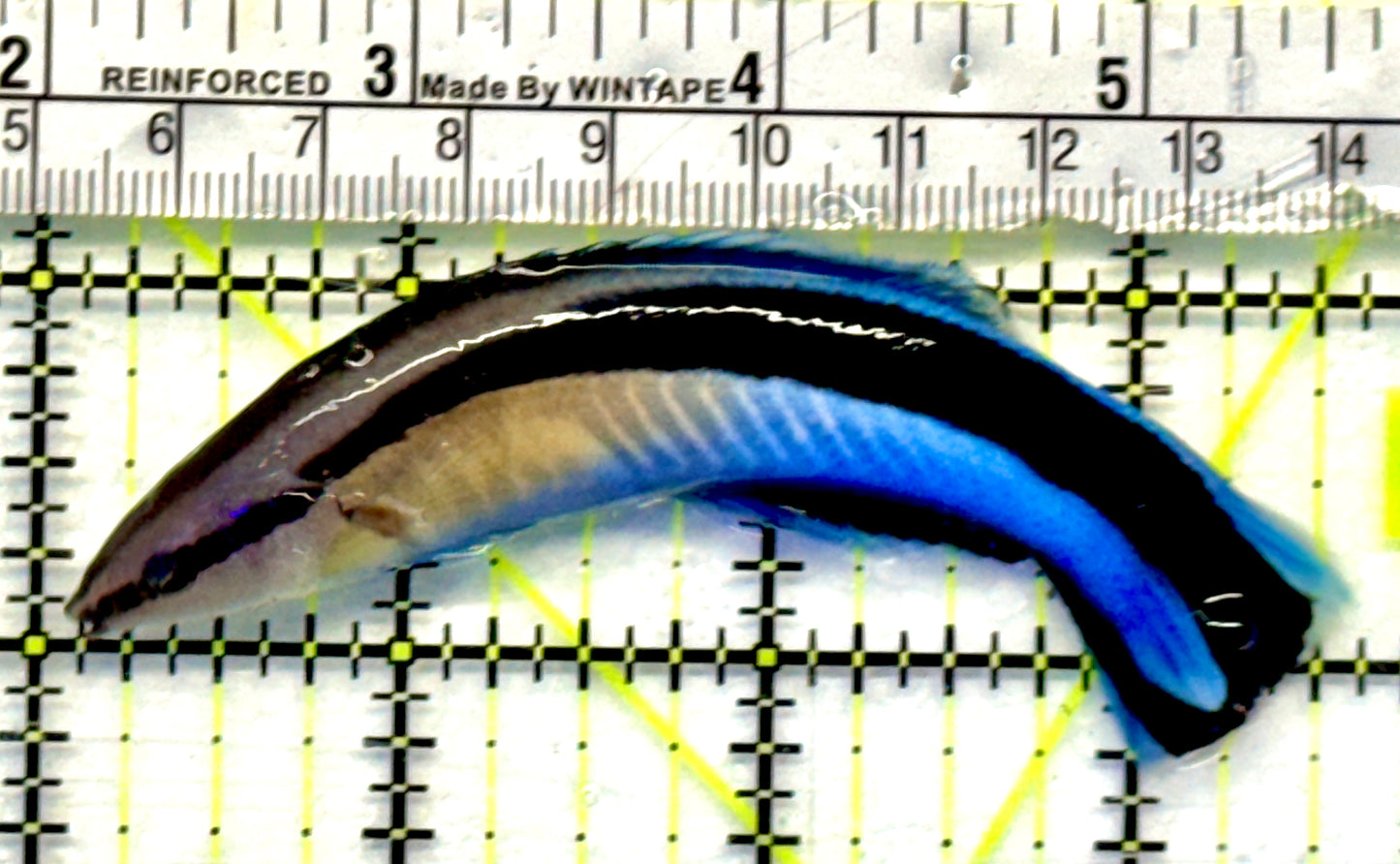 Blue Cleaner Wrasse BCW101102 WYSIWYG Size: XXL 4"