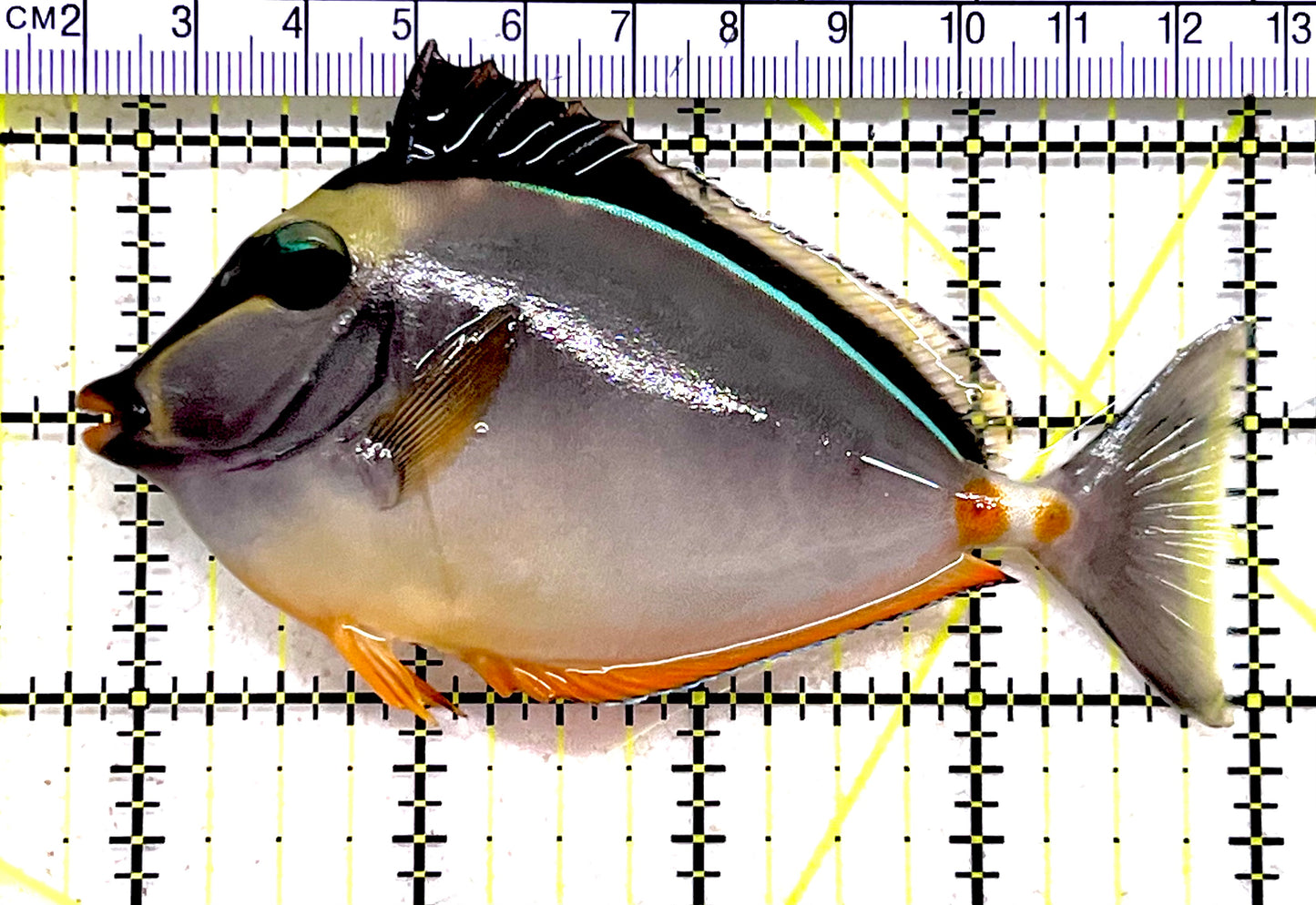 Naso Tang NT062801 WYSIWYG Size: ML 4" approx