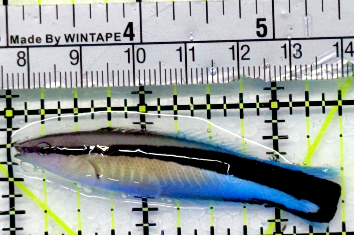 Blue Cleaner Wrasse BCW101103 WYSIWYG Size: XL 2.5"