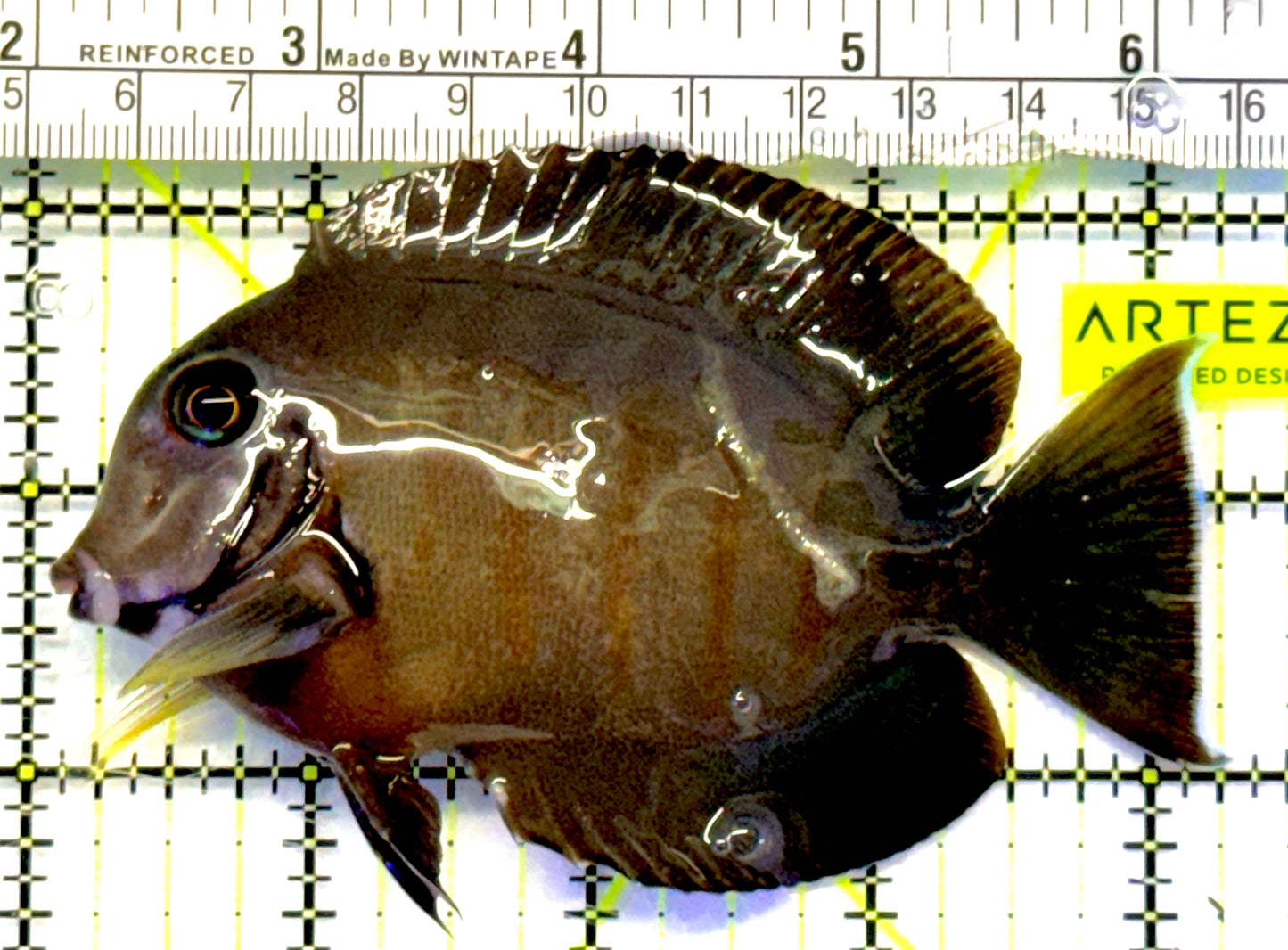 Eibli Mimic Tang EMT101101 WYSIWYG Size: XL 4.25" approx