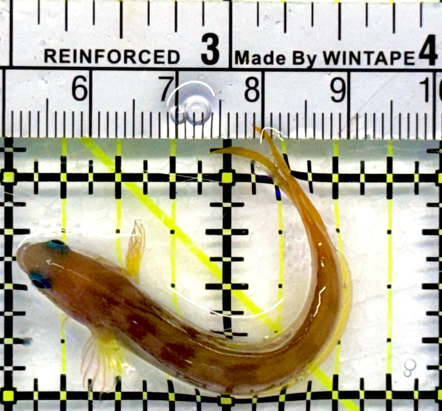 Golden Midas Blenny Africa GMBA101102 WYSIWYG Size: M 2.75"