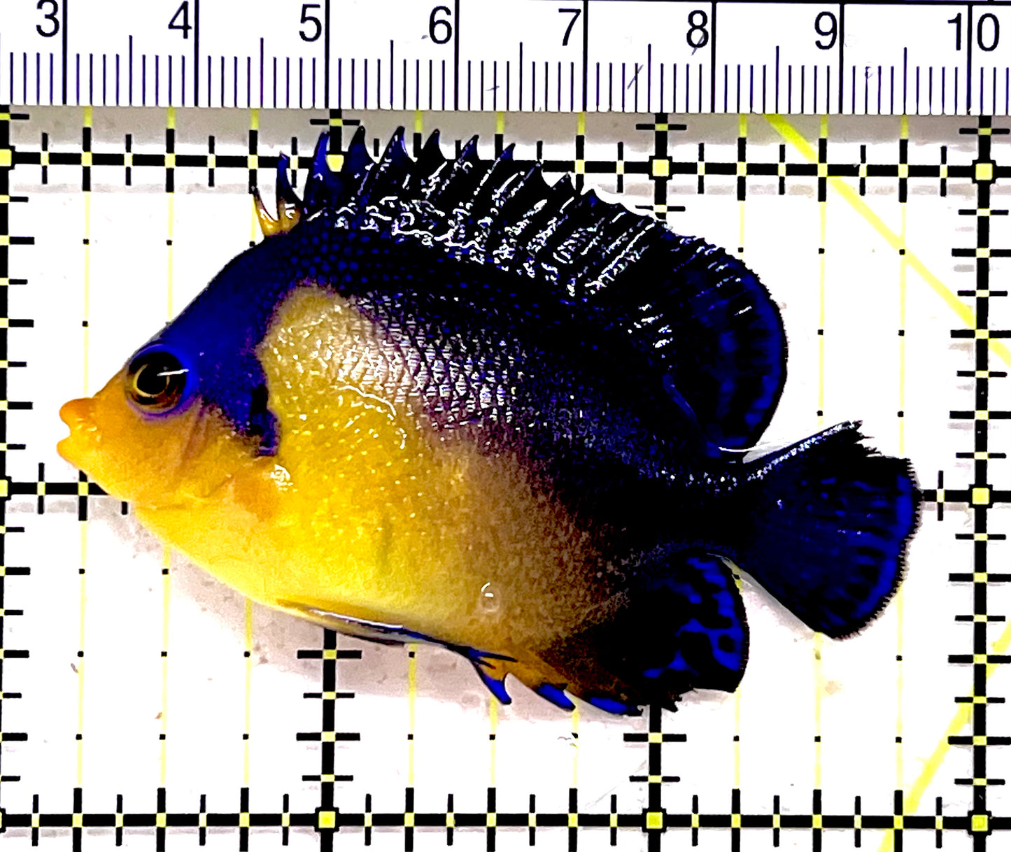 Venustus Angelfish VA062802 WYSIWYG Size: M 2.5" approx