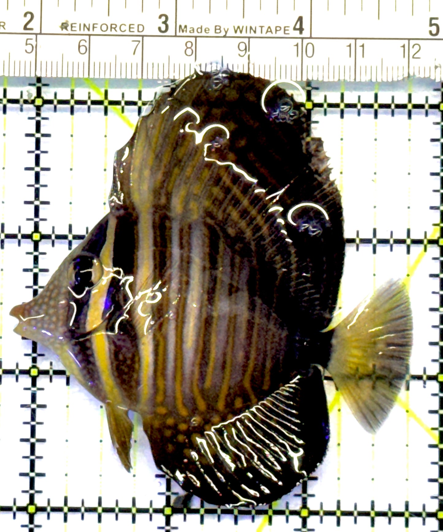 Desjardini Tang (Red Sea Sailfin Tang) DT101001 WYSIWYG Size: M 3" approx