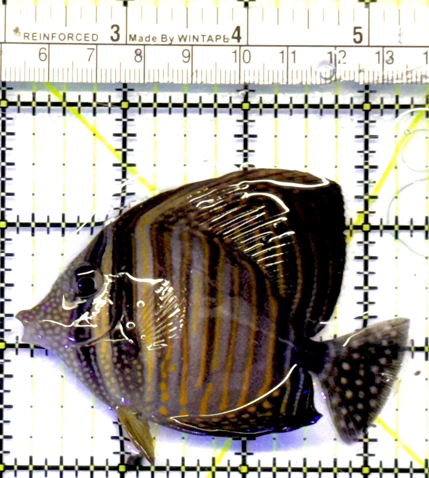 Desjardini Tang (Red Sea Sailfin Tang) DT101002 WYSIWYG Size: M 3.25" approx
