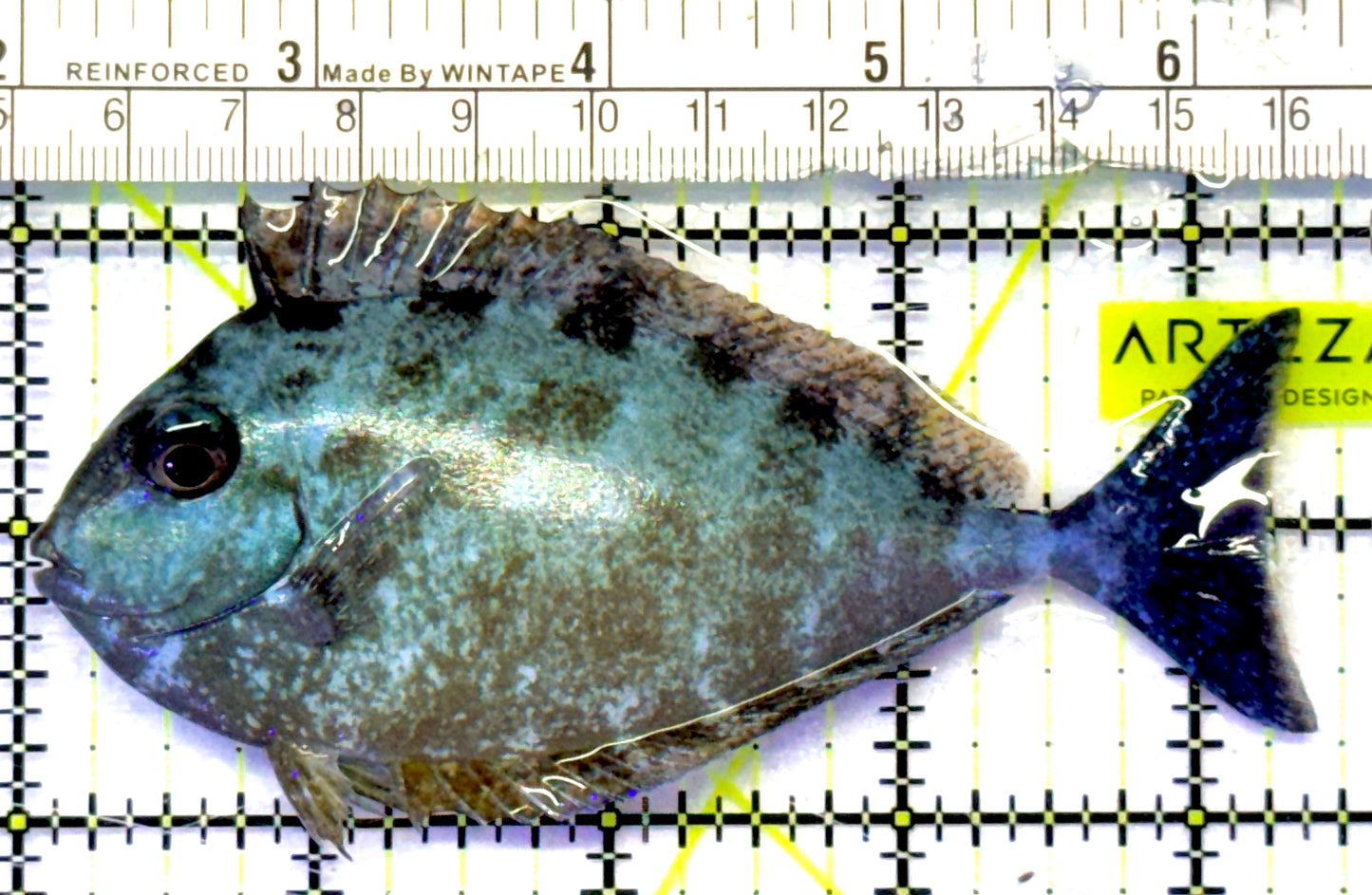 Black Tongue Unicorn Tang BTUT101001 WYSIWYG Size: ML 4.5" approx