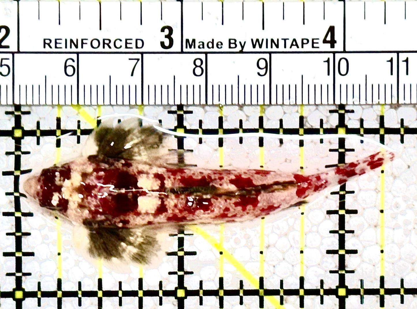 Red Scooter Dragonet RSD021101 WYSIWYG Size: XL 2.25" approx