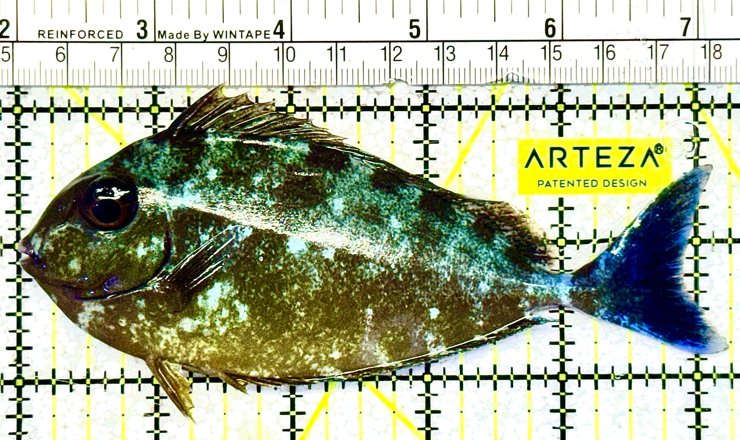 Vlamingi Unicorn VU021101 WYSIWYG Tang Size: L 5.25" approx