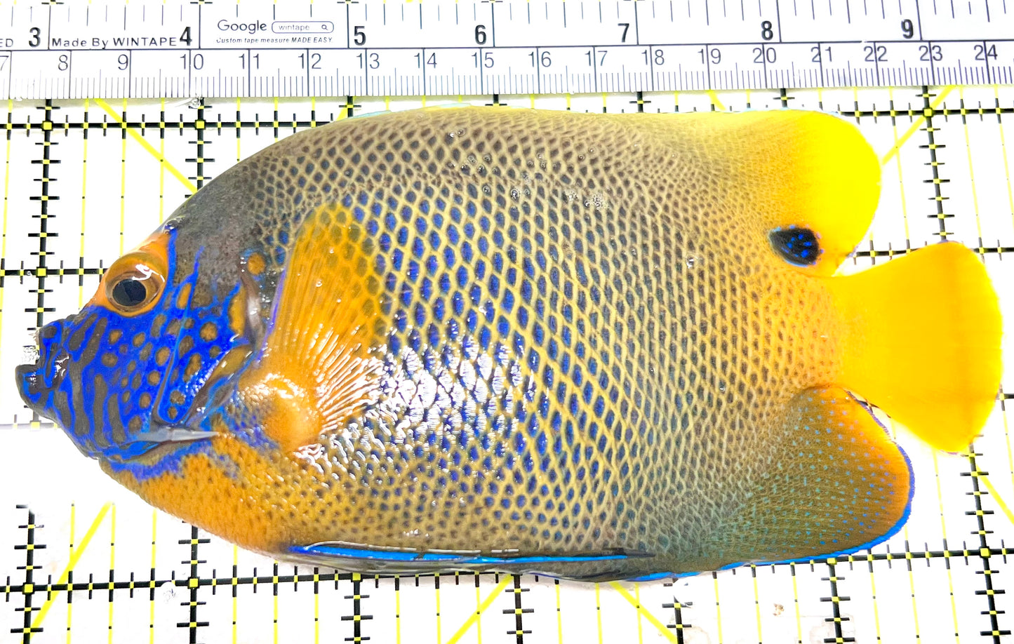 Blueface Angelfish Adult (Sumatra Vibrant Colors) BAA072101 WYSIWYG Size: XXL/Show 6.5" approx