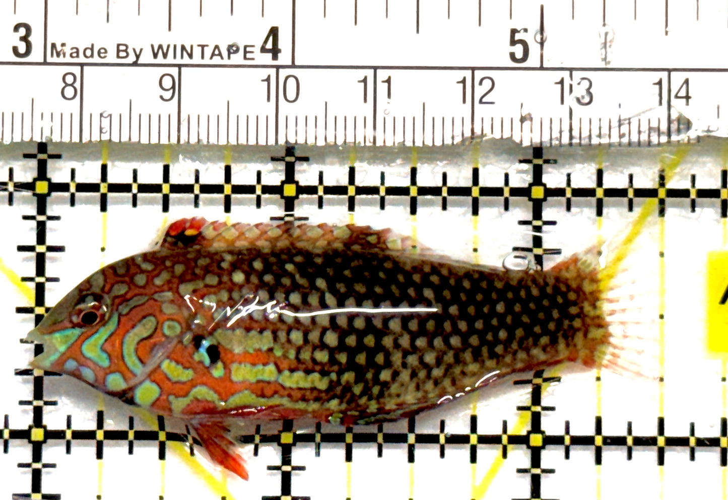 Ornate Leopard Wrasse OLW101002 WYSIWYG Size: ML 2.5" approx