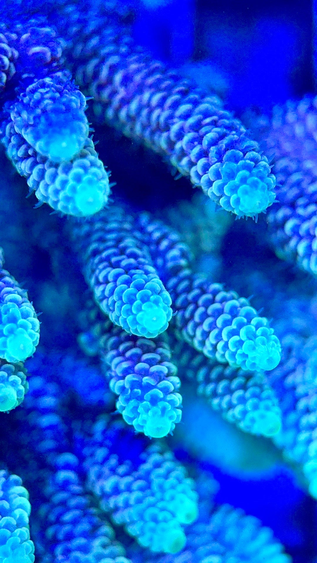 Acropora Millepora Mother Colony AMC112102 WYSIWYG Size: L 3" x W 5"