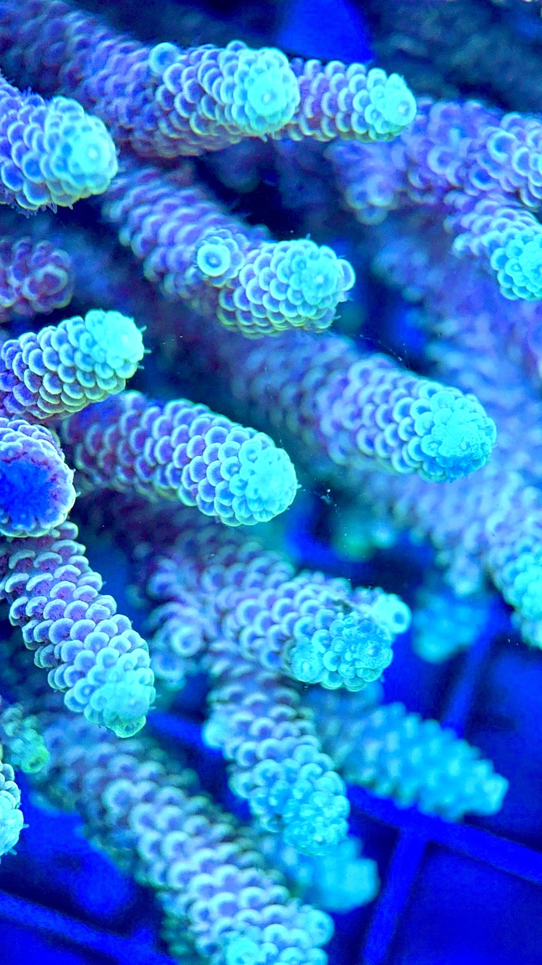 Acropora Millepora Mother Colony AMC112103 WYSIWYG Size: L 4" x W 5"