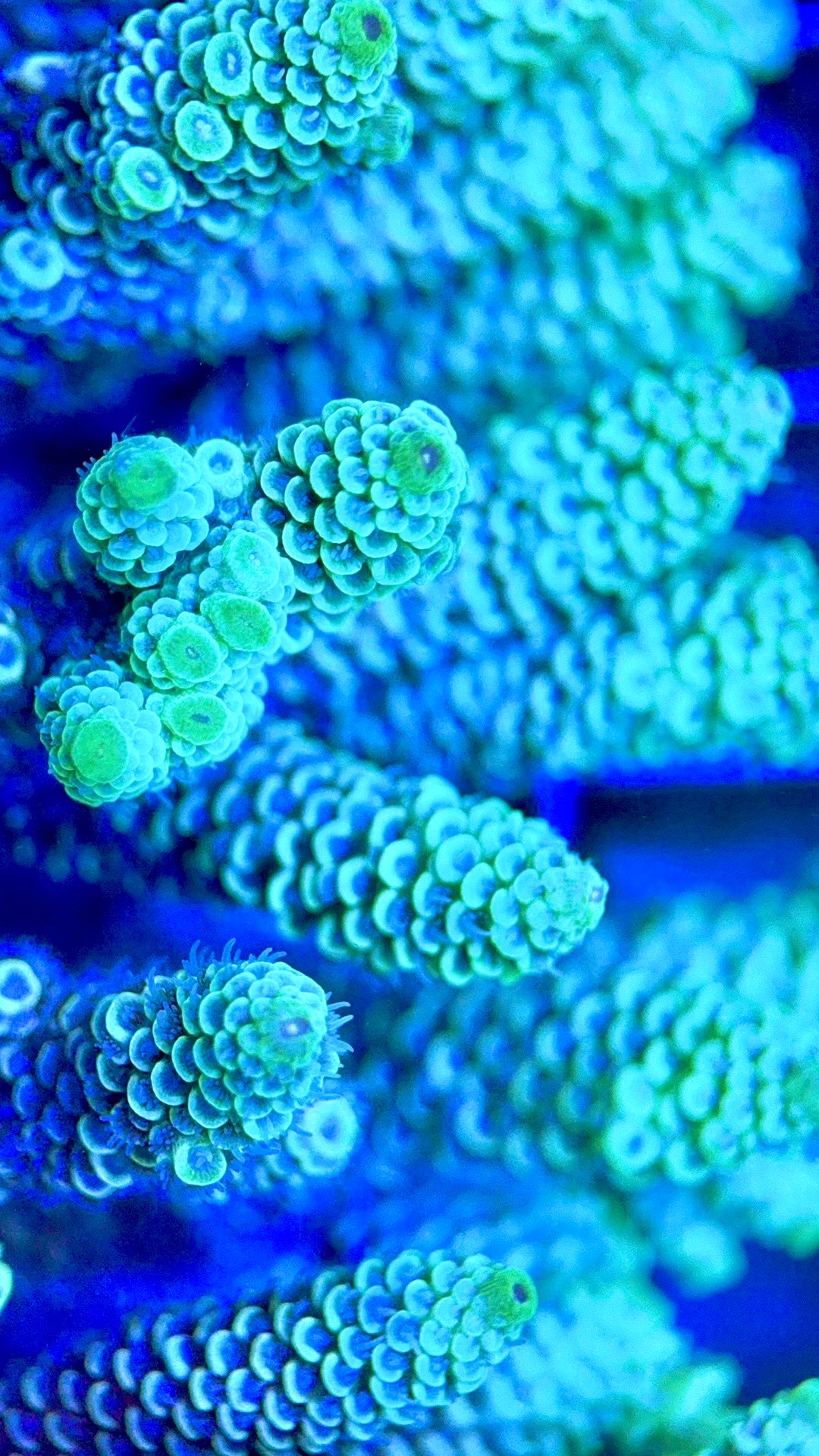 Acropora Millepora Mother Colony AMC112102 WYSIWYG Size: L 4.5" x W 4.5"