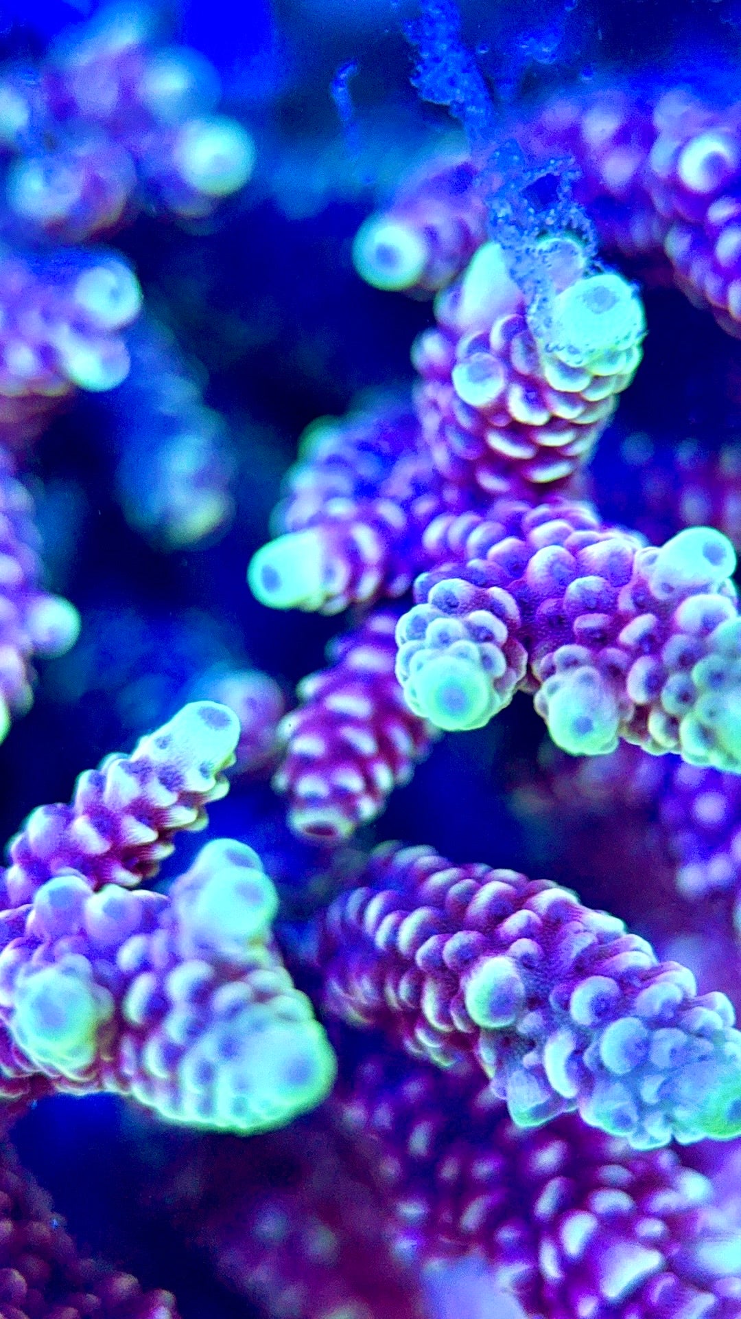 Acropora Millepora Mother Colony AMC112101 WYSIWYG Size: L 4.5" x W 4.5"