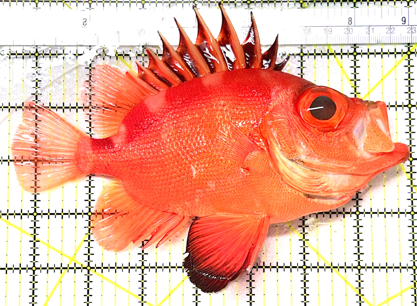 Popeye Catalufa (Sumatra Strong Color) PC072102 WYSIWYG Size: XXL / SHOW 7.5" approx
