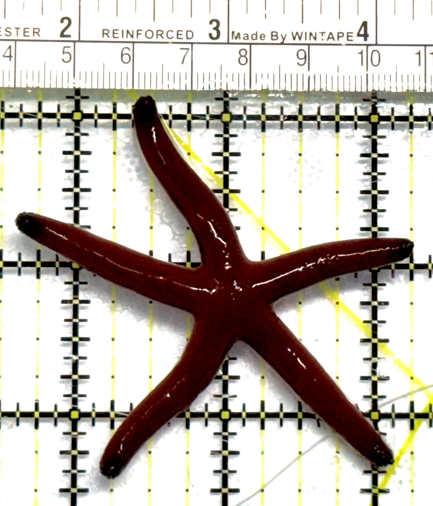 Red Orange Linckia Starfish A grade (Maldives) ROLS101101 WYSIWYG Size: M 2.75" approx