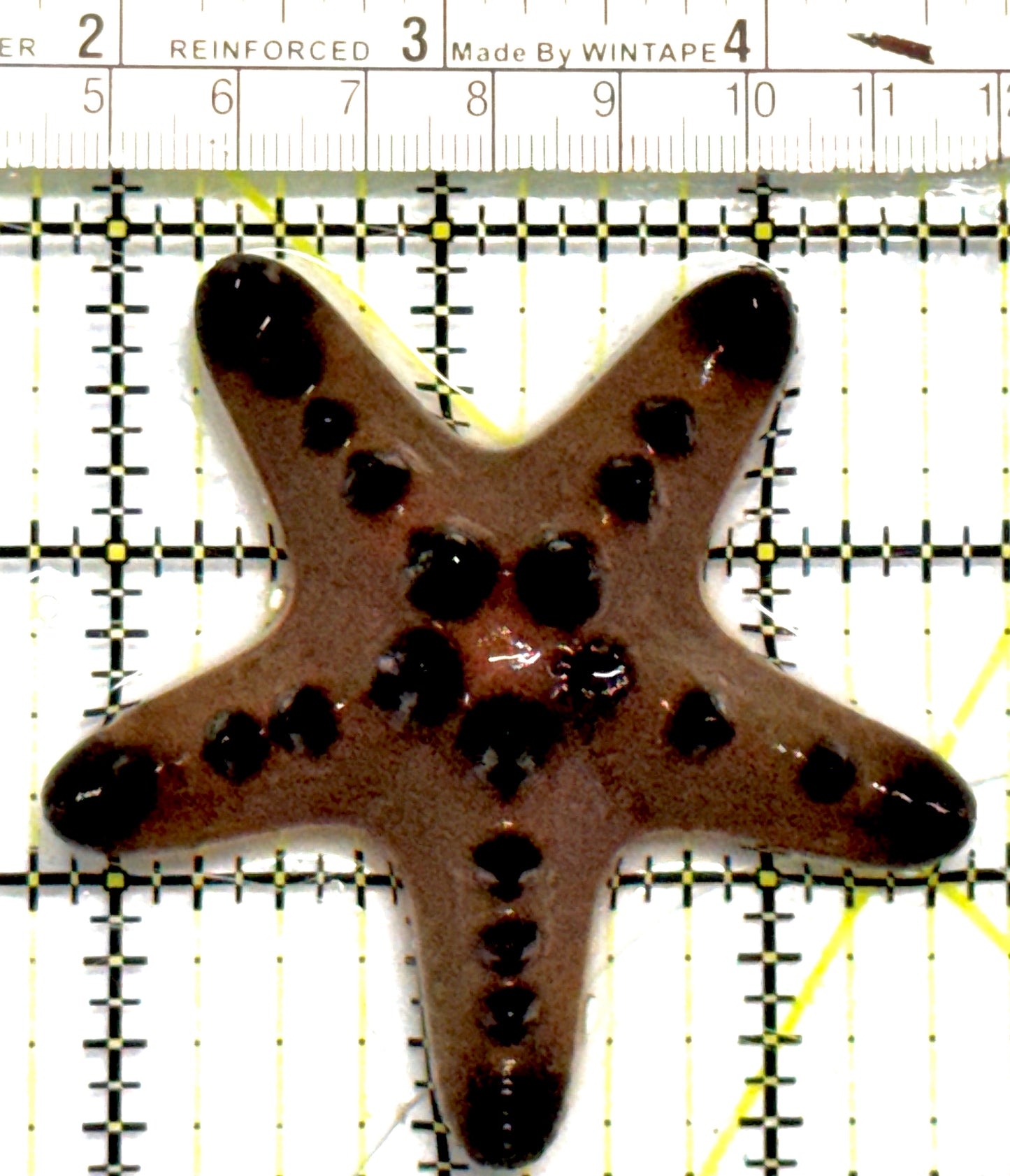 Chocolate Chip Starfish CCS101001 WYSIWYG Size: M 3" approx