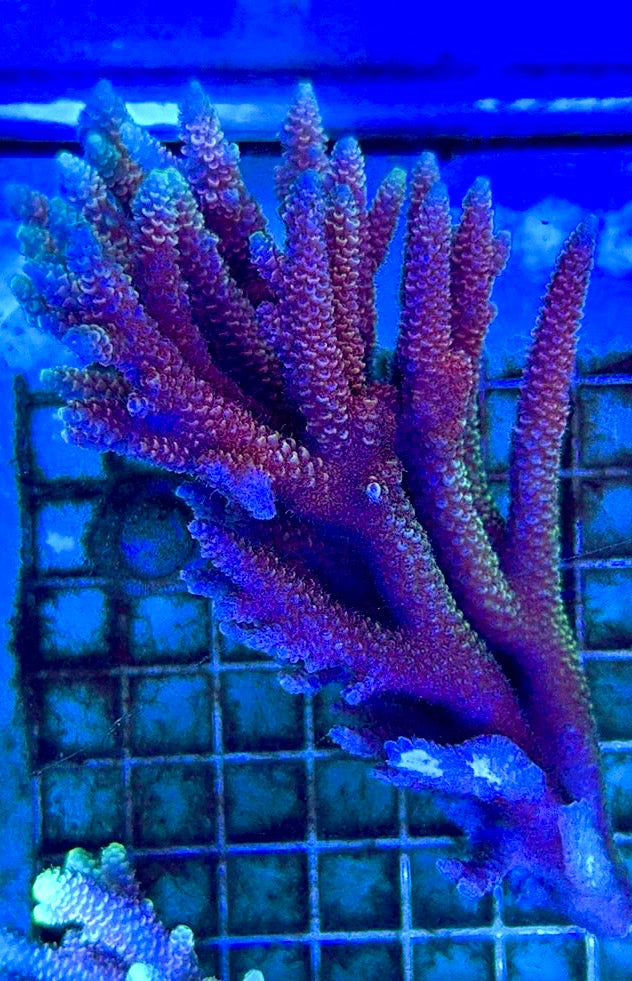 Acropora Millepora Mother Colony AMC112101 WYSIWYG Size: L 4" x W 6"