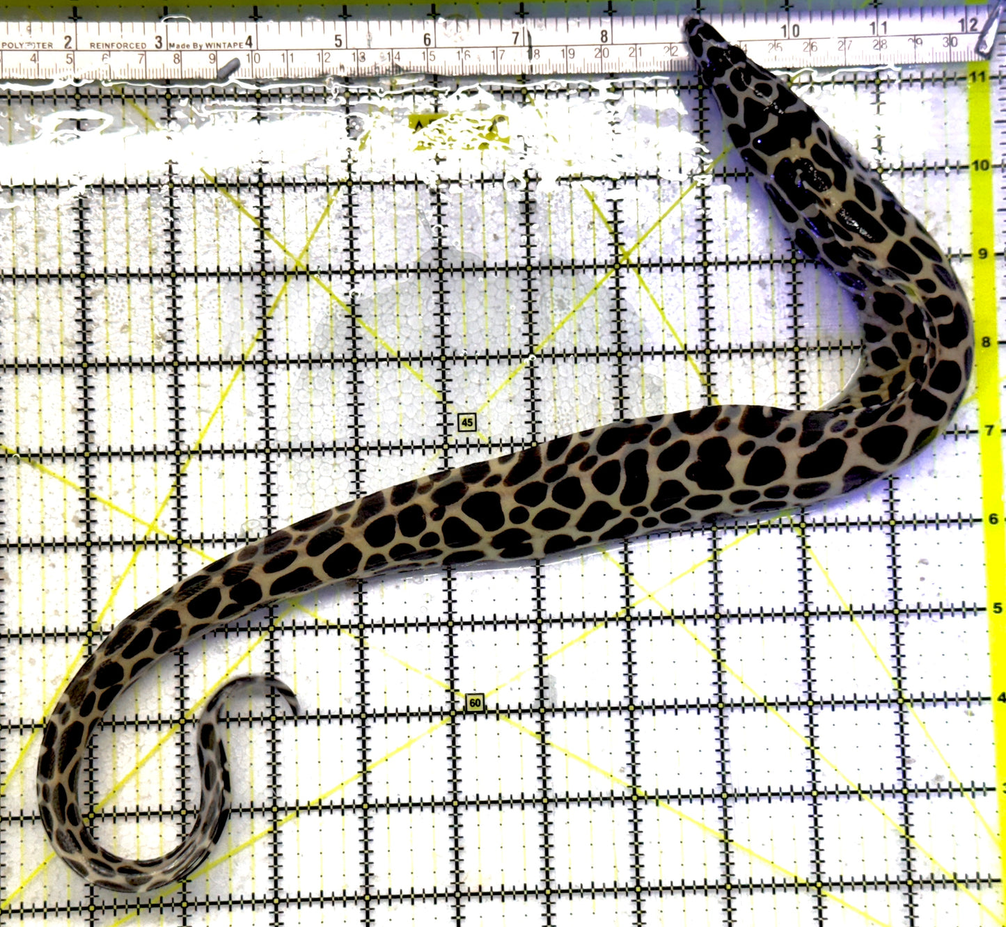 Tessellata Eel TE101101 WYSIWYG Size: ML 14" approx