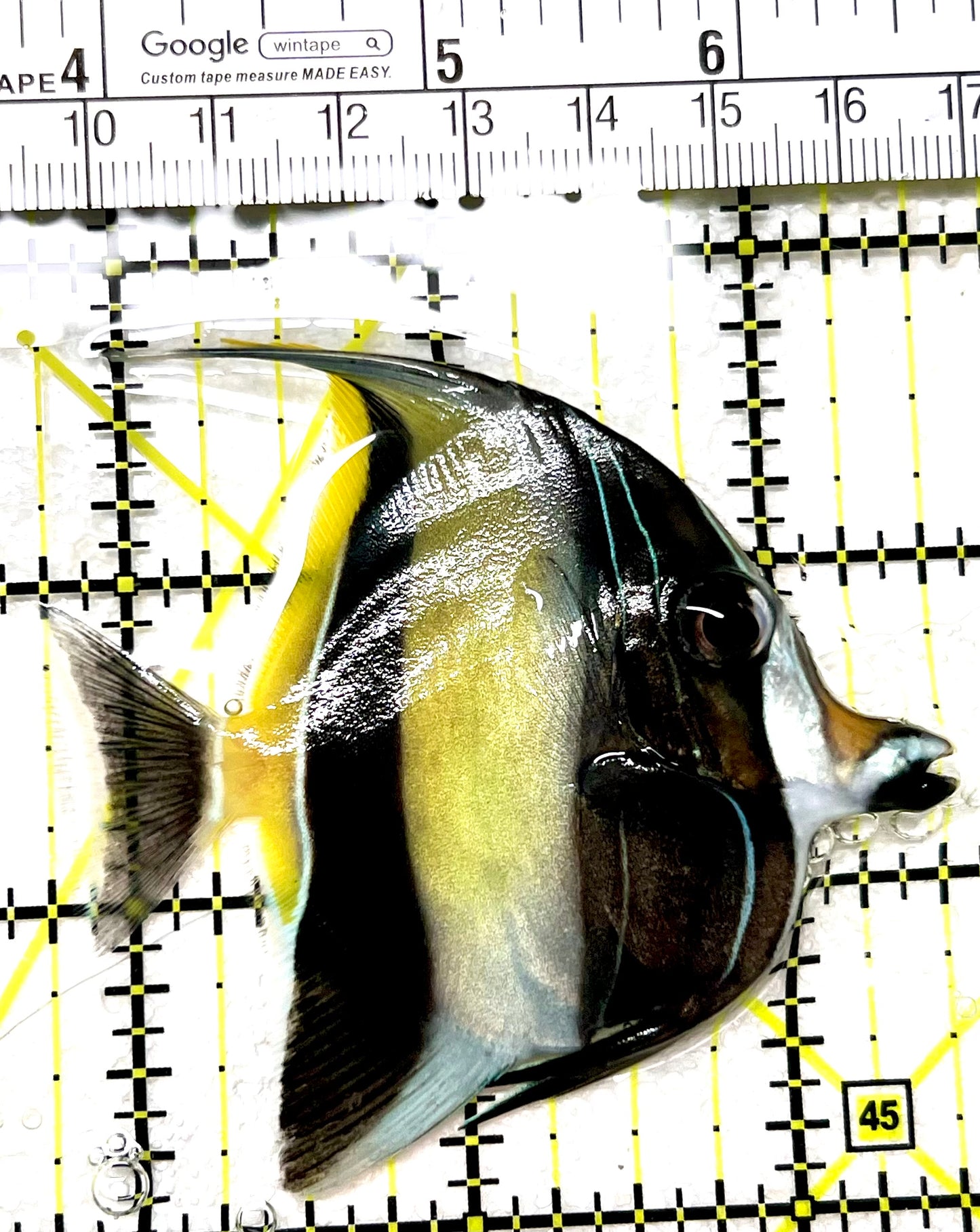 Moorish Idol MI072102 WYSIWYG Size: M 2.75" approx