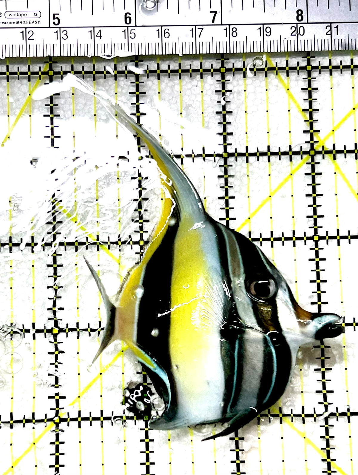 Moorish Idol MI072103 WYSIWYG Size: ML 3" approx
