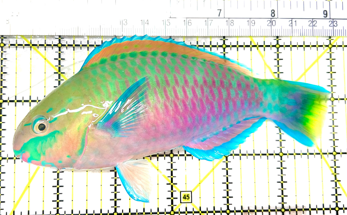 Princess Parrotfish PP072101 WYSIWYG Size: XL 6" approx