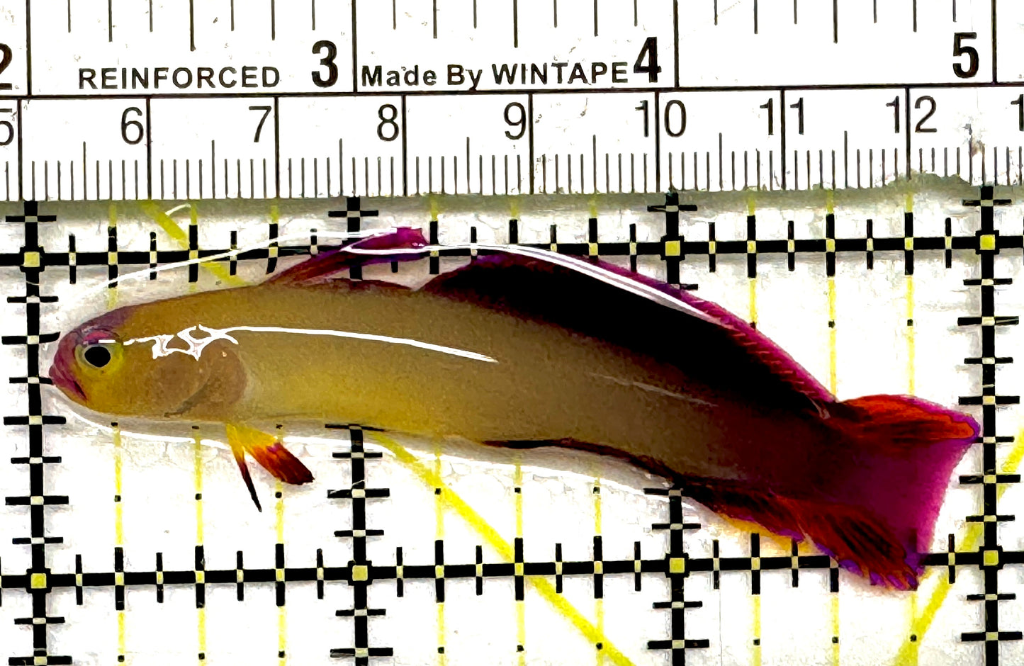 Purple Firefish Goby PFG101002 WYSIWYG Size: M 3" approx